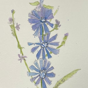 Chicory Flowers, Note Cards, Blank Inside - No. 1682 ‘Chicory’