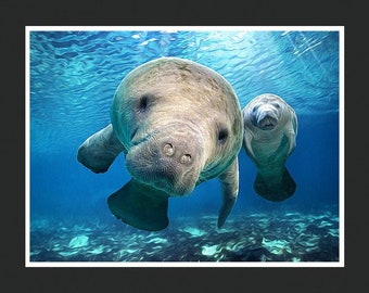 Hugh the Manatee Wall Art Print / Animal Art