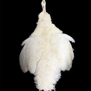 May include: A white peacock, viewed from the back, against a black background. The bird's feathers are a creamy white, with a fluffy texture. The wings are partially spread, and the neck is elongated.
