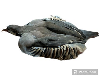 Chukar Partridge Skin (CP-10)
