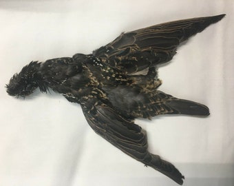 One Natural Starling bird skin- fly fishing, crafts, etc