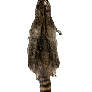 Raccoon Pelt w/Feet (NEW) (RAC-22)