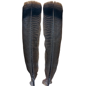 Turkey Tail Feathers Matched Set  Select #1