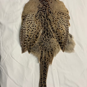 Ringneck Hen Pheasant Skin #1 select w/ tail & wings RN3