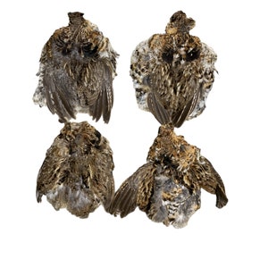Ruff Grouse Skins with wings No Tails  (Pack of 4)  (RuffG-4 pack)