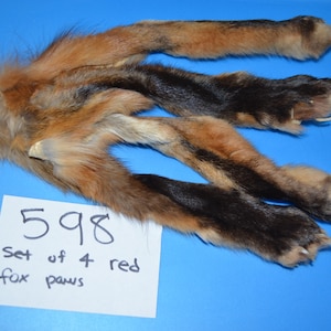 Set of 4 Red Fox Paws with Legskins- tanned ~7-10&quot; (#598)
