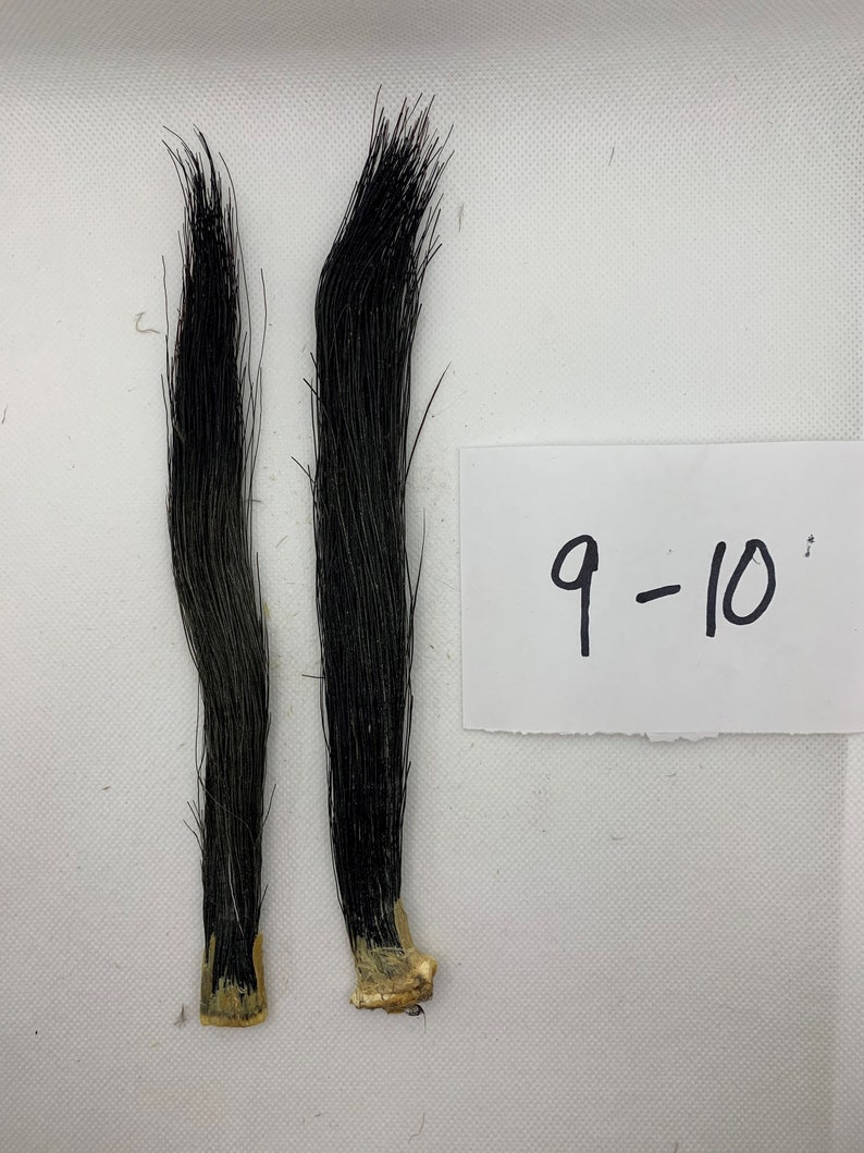 K&ouml;nnte beinhalten: Zwei schwarze Pferdeschwanz-Haare mit wei&szlig;em Ansatz, vor wei&szlig;em Hintergrund. Der Text "9-10" ist auf einem wei&szlig;en Papier geschrieben.
