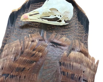 Turkey Skull Cleaned and Whiten