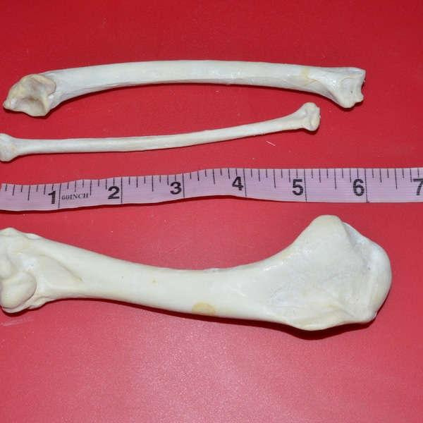 Turkey wing bones includes HUMERUS, ULNA, RADIUS wing bone bird call material #999 (choose your quantity)