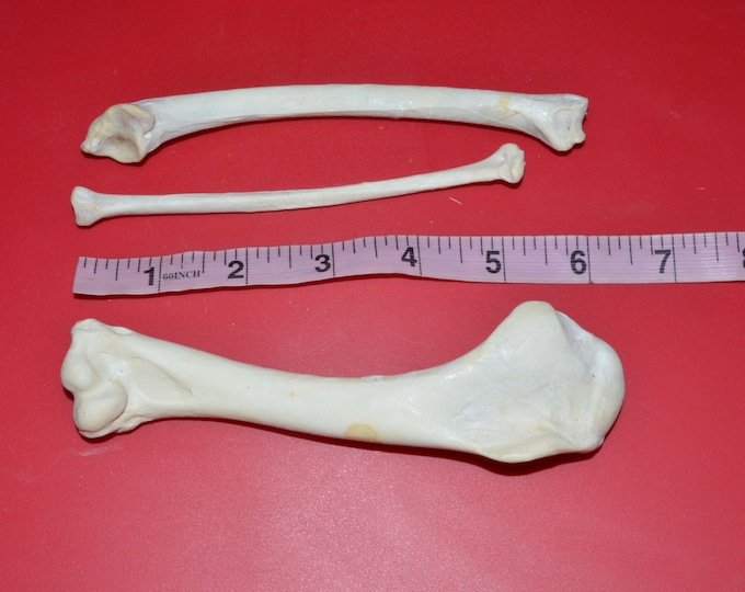Turkey Wing Bones Includes HUMERUS, ULNA, RADIUS Wing Bone Bird Call