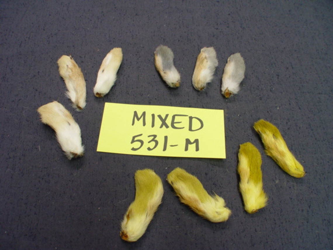 10 Natural or Dyed Snowshoe Rabbit Front Feet Fly Tying Lures - Etsy