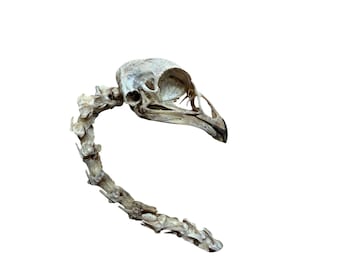 Può includere: Un teschio di uccello e una porzione della sua colonna vertebrale sono mostrati su sfondo bianco. Il teschio è bianco sporco con struttura ossea visibile, e la colonna vertebrale è curva. L'immagine evidenzia la forma e la consistenza naturale dei resti scheletrici.