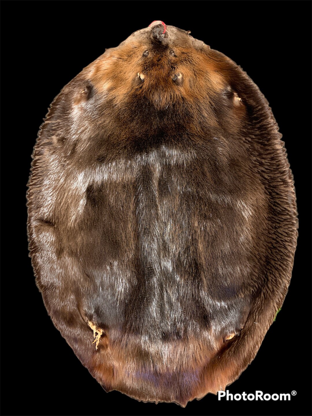 Beaver Pelt Tanned 1 2X - Etsy