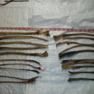 2 or 6 pc Deer Back Sinew 16 plus- Native arts & crafts, bow backing sewing