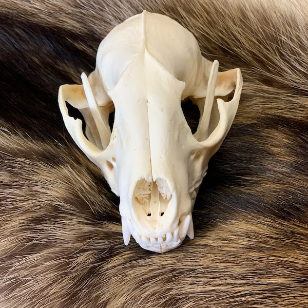 Cráneos de mapache blanqueados n.° 1, auténticos y auténticos, n.° SK89