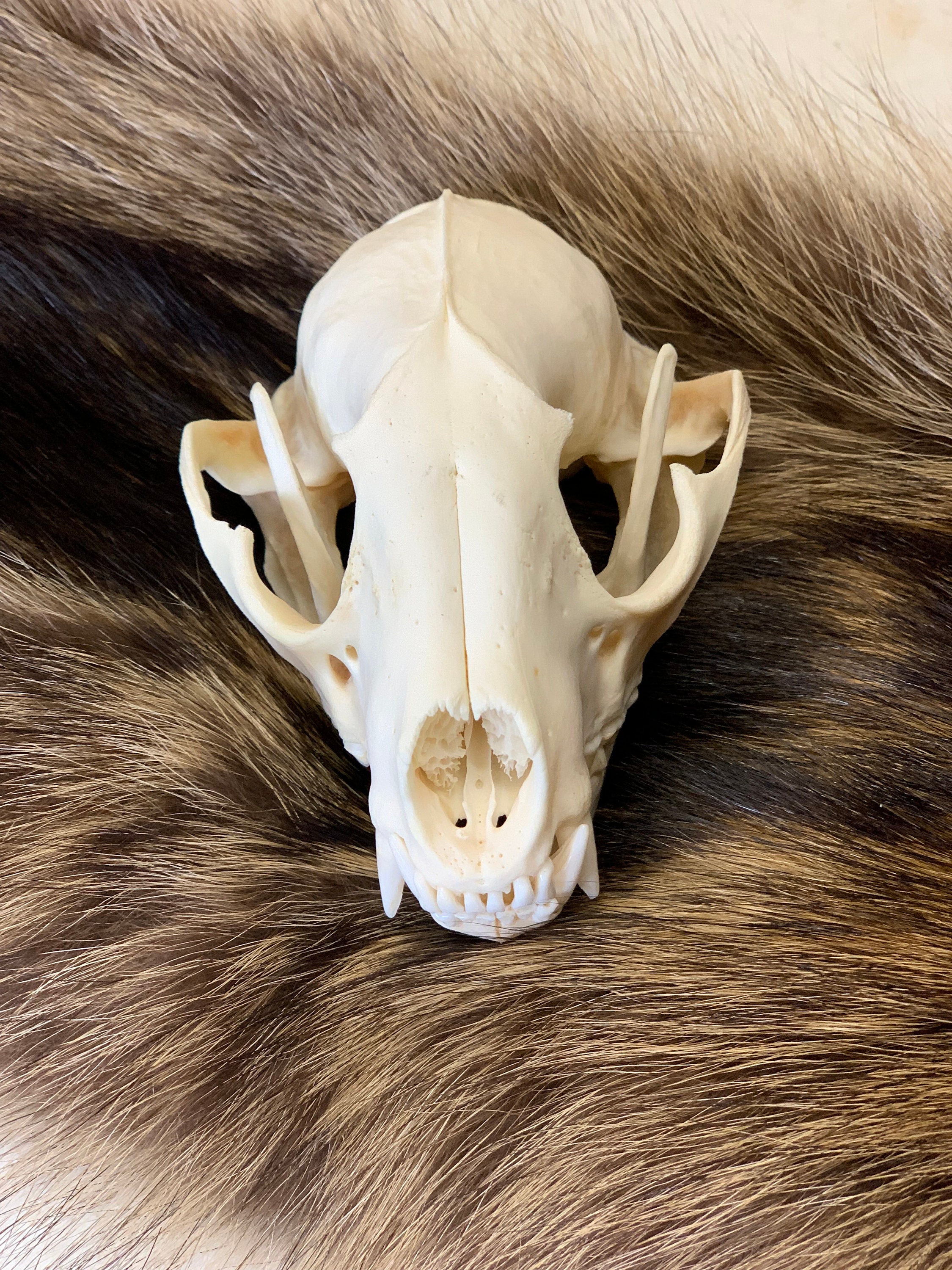 Real Animal Bones - Etsy Real Animal Bones - Etsy