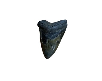 Genuine Fossil Megalodon Shark Tooth