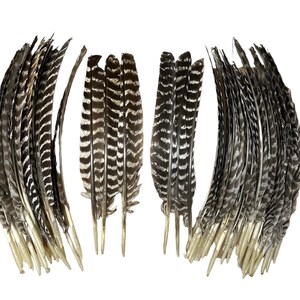 May include: A collection of approximately 30 brown and white pheasant feathers. The feathers are arranged in two groups, with the tips of the feathers pointing towards the center of the image. The feathers are all about the same size and have a similar pattern of brown and white stripes.