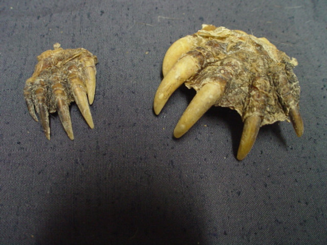 Set of 4 Real Authentic Snapping Turtle Paws With Claws 555 Etsy