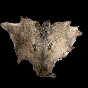 Peccary (Javelina) Face (PCF-1)