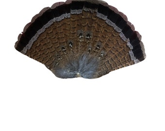May include: A fan-shaped arrangement of brown and black feathers, likely from a bird's tail. The feathers have intricate patterns with shades of brown, gray, and white. The tips are dark brown, and the base is a lighter gray color.