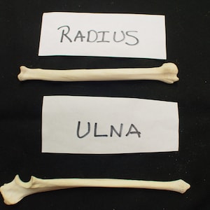 2 Coyote Leg Bone-  1 Ulna and 1 Radius BN-701