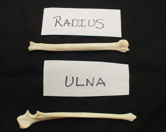 2 Coyote Leg Bone-  1 Ulna and 1 Radius BN-701