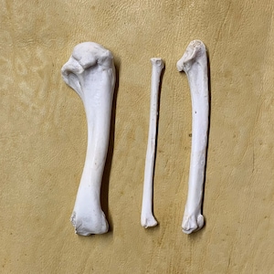 May include: Three white animal bones of varying sizes are arranged on a tan surface. The bones include a femur, a radius, and an ulna. The bones are smooth and appear to be cleaned and prepared.