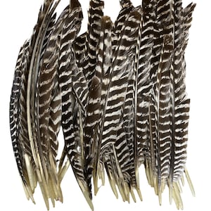 Wild Turkey Pointers #3 Quailty (1/2lb)