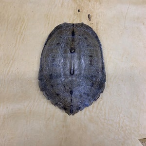 May include: A weathered, gray turtle shell with a textured surface. The shell has a symmetrical pattern with a central ridge and segmented plates. The shell is an oval shape and is set against a light tan background.