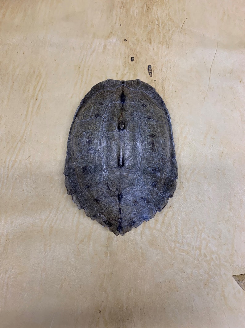 MAP Turtle Shells 5 1/2