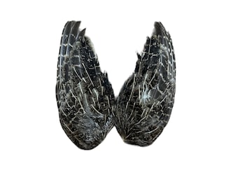 Hungarian Partridge Wing Pairs