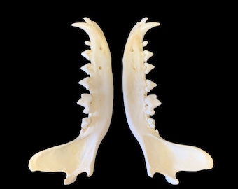 Fox Jaws matched pairs (FOXJ-23)