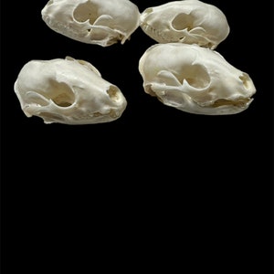 May include: Four white animal skulls, likely from small mammals, are arranged in a pile on a black background. The skulls are clean and well-preserved, with visible teeth and eye sockets.