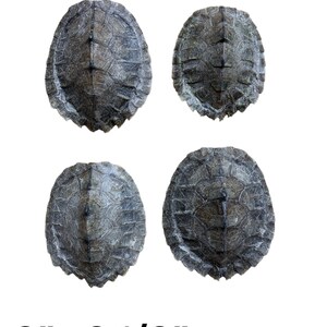 Baby Map Turtle Shells 2 - 3.5 inch Sizes Available #TU9