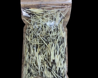 American Porcupine Quills Cleaned