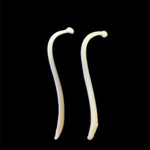 1 Pair (2) XL Raccoon Baculum (RB-88)