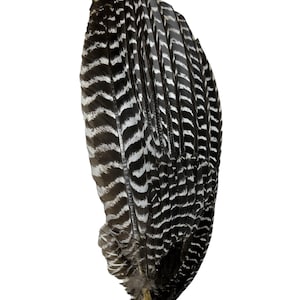 May include: A close-up of a black and white turkey wing feather. The feather is arranged in a fan shape, with the tips of the feathers pointing upwards.