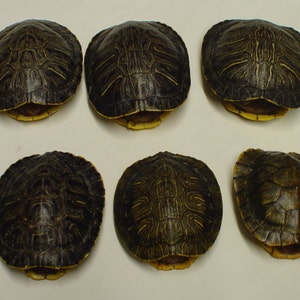 Small Natural Red Eared Slider Turtle Shells 4 - 5 1/2 inch CHOOSE your QUANTITY #TU20