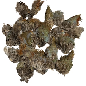 May include: A collection of pheasant tail feathers in shades of brown, green, and blue. The feathers are arranged in a circular pattern, with the tips of the feathers pointing outwards.