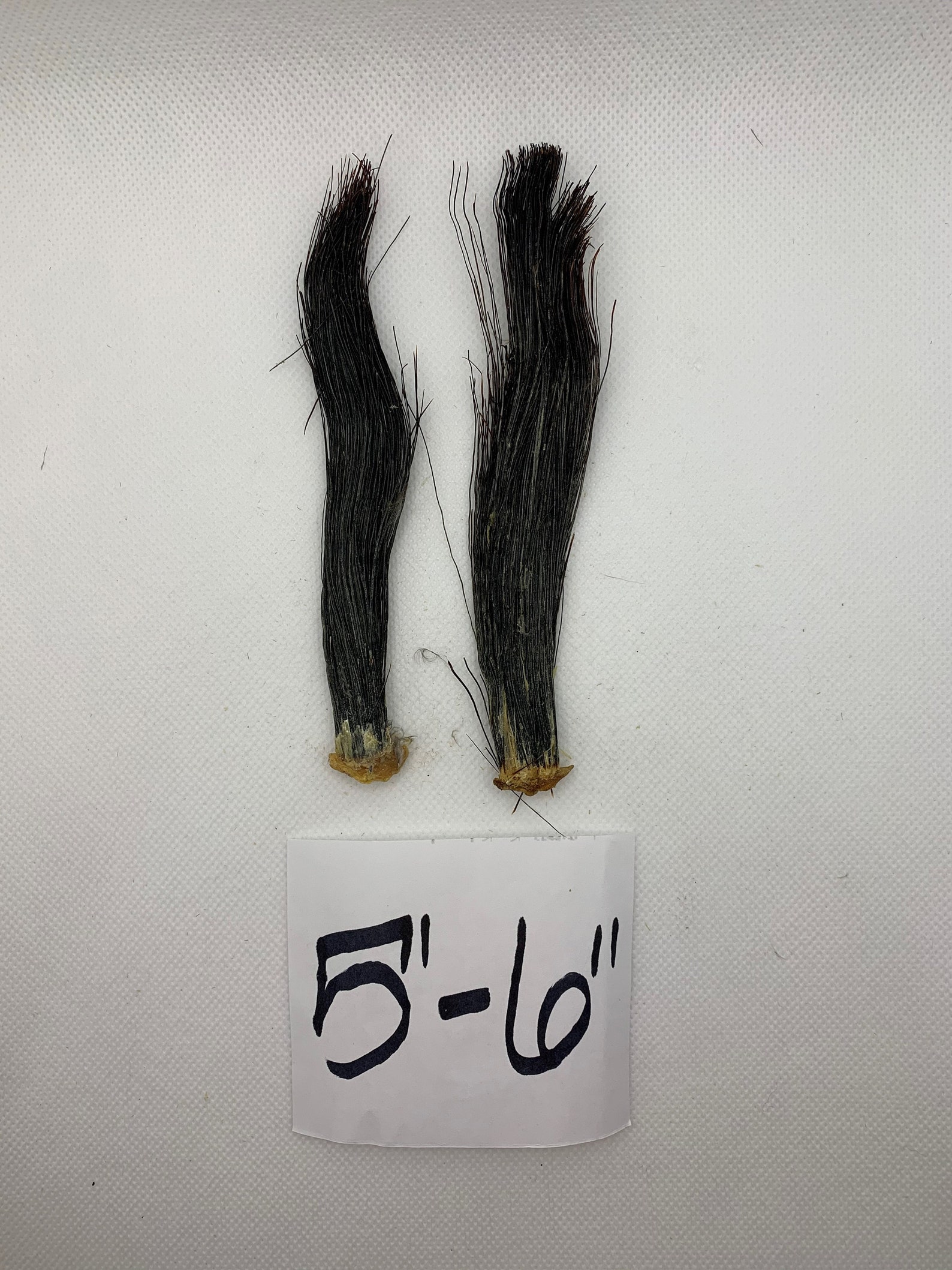 Turkey Beards choose Your Size Etsy