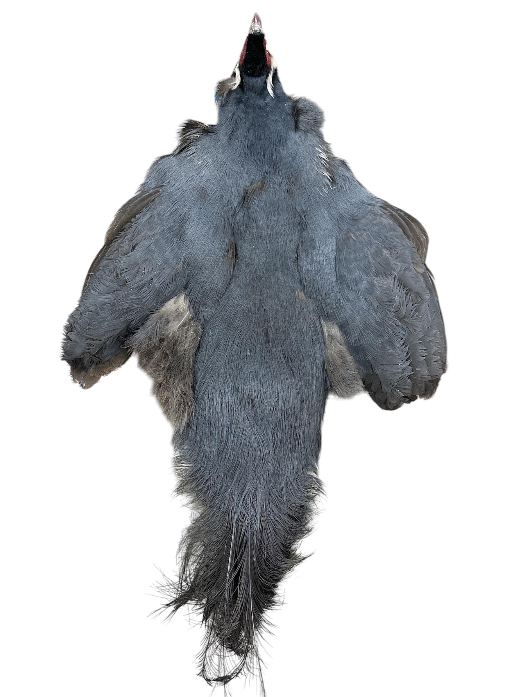 Fly Tying Bird Skins