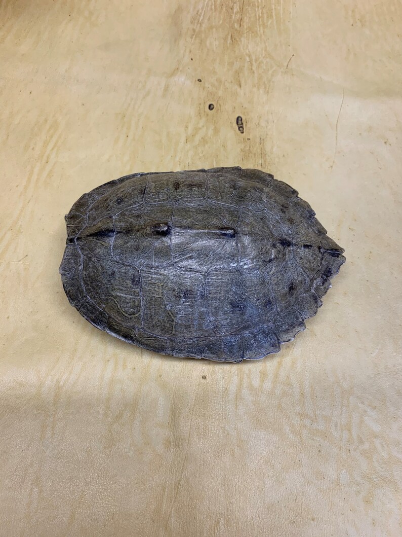 Flat Stone Turtle Shell MAP Turtle Shells 5 1/2