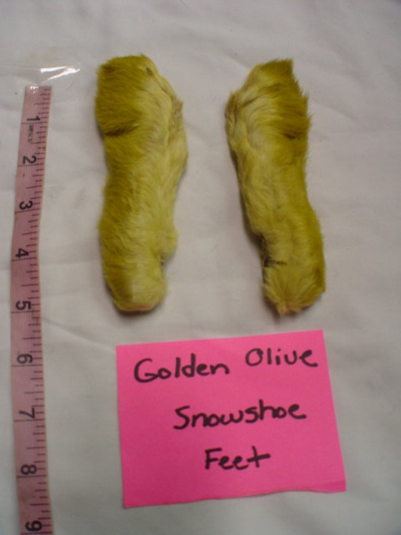 Two Golden Olive snowshoe rabbit back feet for fly tying decor etc. crafts