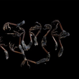 Starling Feet (choose your quantity)