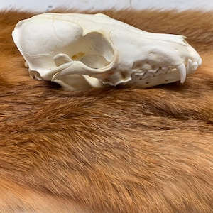 Red Fox skull Real Authentic Bleached #1