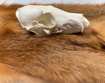 Red Fox skull Real Authentic Bleached #1