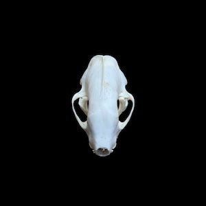 Skunk Skull #1 Bleached Real Authentic