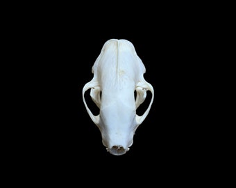 Skunk Skull #1 Bleached Real Authentic