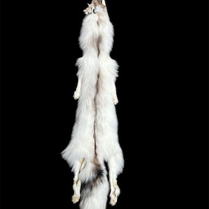 Ranch Red Marble Fox w/feet #1 Taxidermy/Soft Mounts (R-red2)